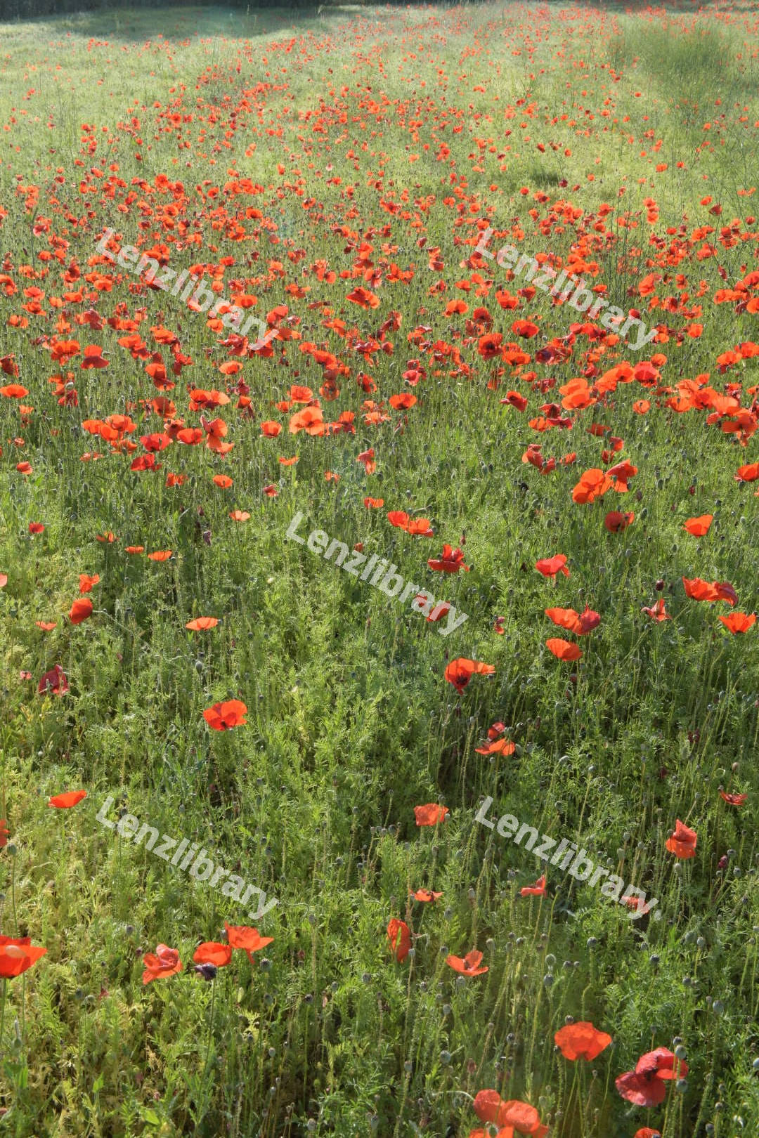 A fiel with red poppies flower